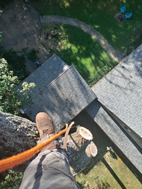 Domingo Tree & Landscaping Service LLC Image